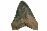 Serrated Monster Megalodon Tooth - Massive! #113054-2